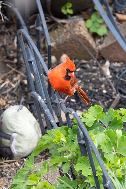 Free Bird Northern Cardinal photo and picture
