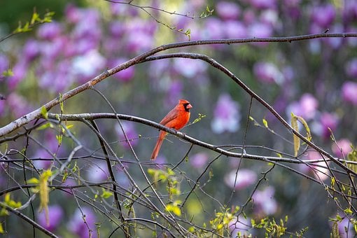 Free Northern Cardinal Bird photo and picture