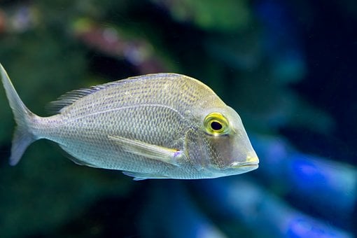 Free Fish Underwater Life photo and picture