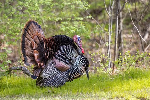 Free Nature Bird photo and picture