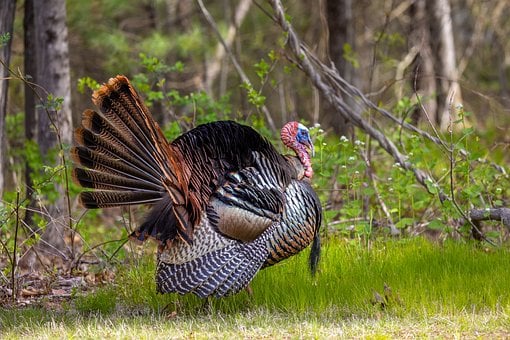 Free Peacock Nature photo and picture