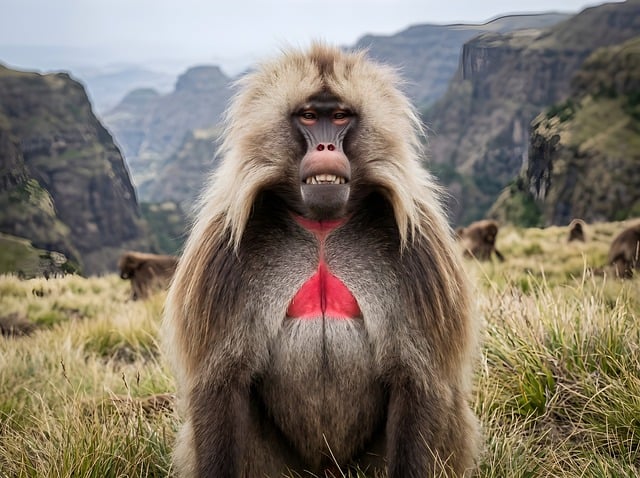 Free gelada baboon primate illustration