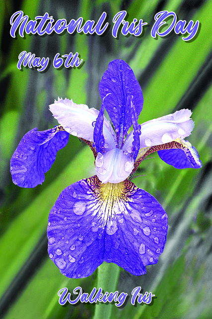 Free Bloom Plant photo and picture