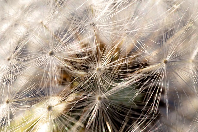 Free Macro Nature photo and picture