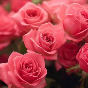 Rosa, Flor, Florindo, Romântico