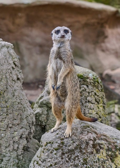 Stokstaartje, Dier, Wildleven, Zoogdier