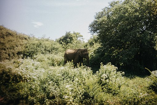 Free Elephant Nature photo and picture