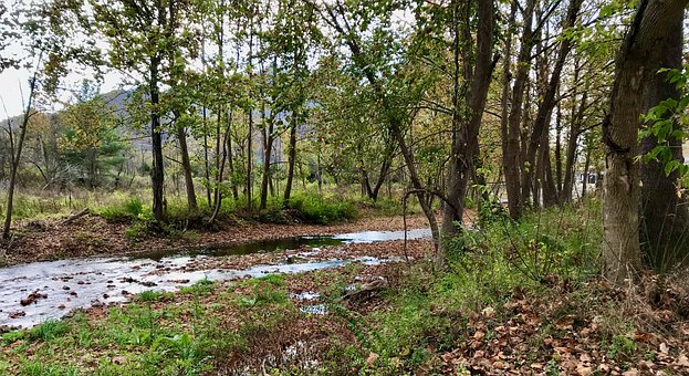 Free River Forest photo and picture