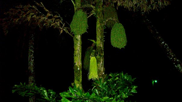 Free Fishtail Palm Caryota Mitis photo and picture
