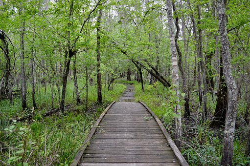 Free Nature Reserve Boardwalk photo and picture