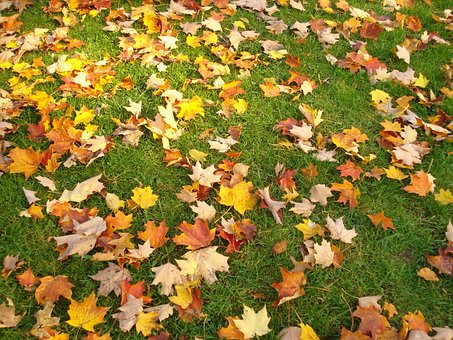 Herbst, Blätter, Bunte Blätter, Gras