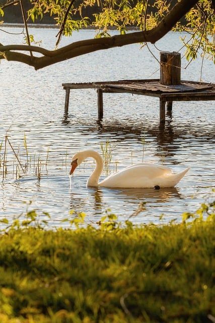 Free Swan Lake photo and picture