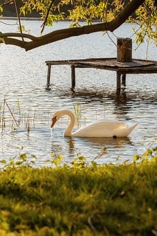 Free Swan Lake photo and picture