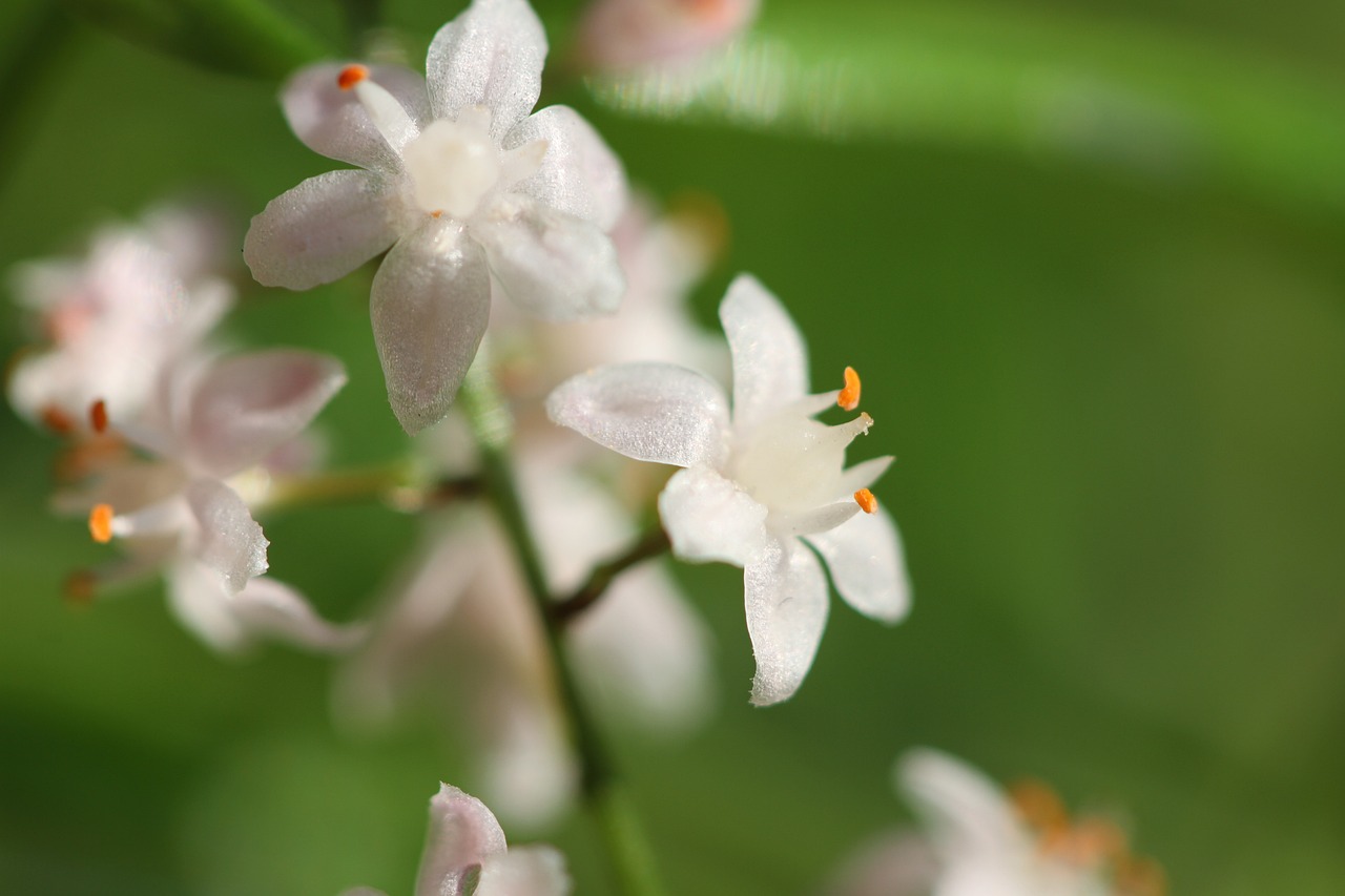 Flower Macro Spring - Free photo on Pixabay