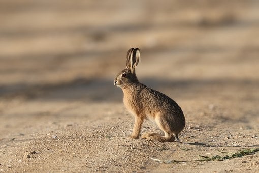 Haas, Woestijn, Wild Dier, Natuur