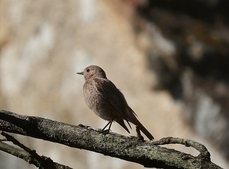 Vogel, Natuur, Ornithologie, Fauna