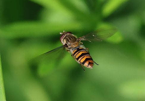 Natuur, Insect, Zweefvlieg