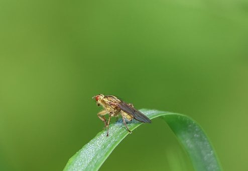 Vlieg, Insect, Natuur, Macro Fotografie