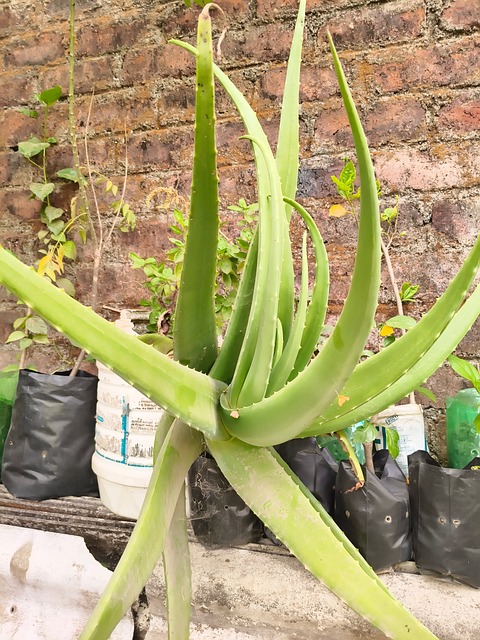 Grüne Pflanze, Aloe Vera, Laubig