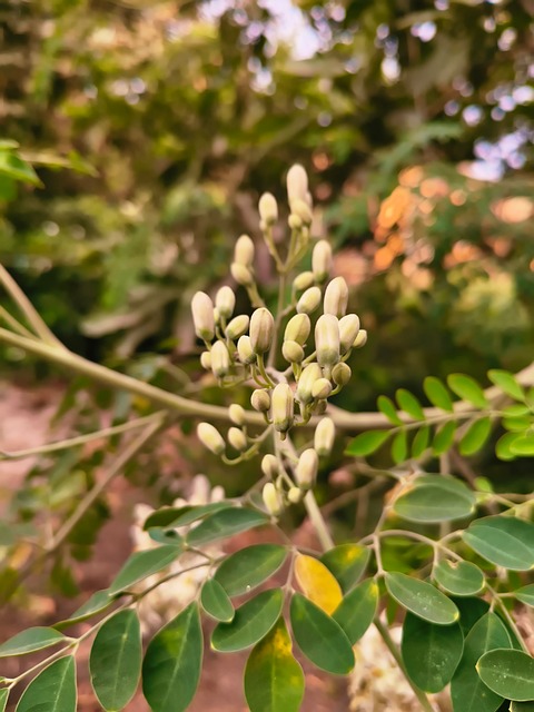 Moringa, Knospe, Blätter, Natur, Grün