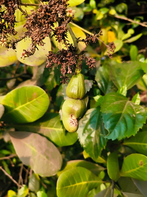 Cashew, Blätter, Grün, Natur, Baum