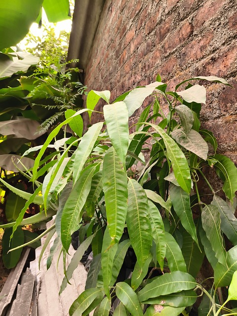 Grüne Pflanze, Blätter, Natur, Botanisch