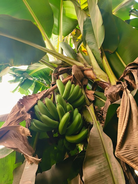 Bananenstaude, Grün, Tropisch, Blätter