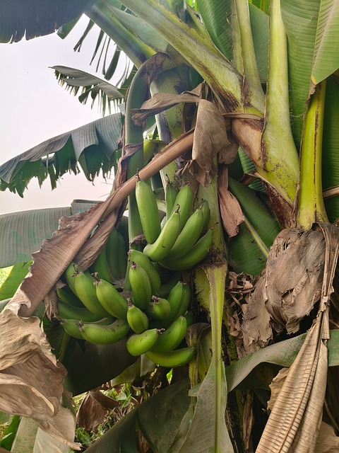 Bananenpflanze, Grüne Blätter, Natur