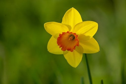 Нарцисс, Цветок, Желтый, Природа, Сад