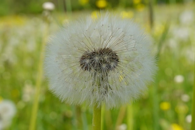 Mælkebøtte, Mælkebøttefrø, Makrofoto