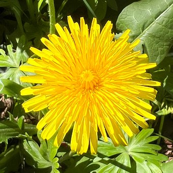 Mælkebøtte, Gul Blomst, Natur, Forår
