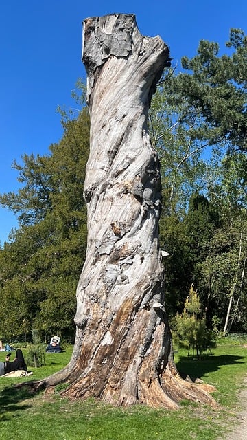 Dødt Træ, Træstamme, Natur, Park