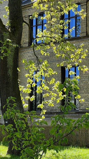 Hus, Have, Træ, Natur, Blade, Grøn