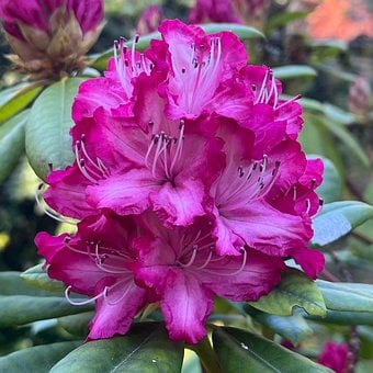 Blomst, Blomstring, Natur, Rosa