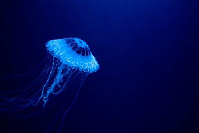 Qualle, Ozean, Blau, Wasser, Tier