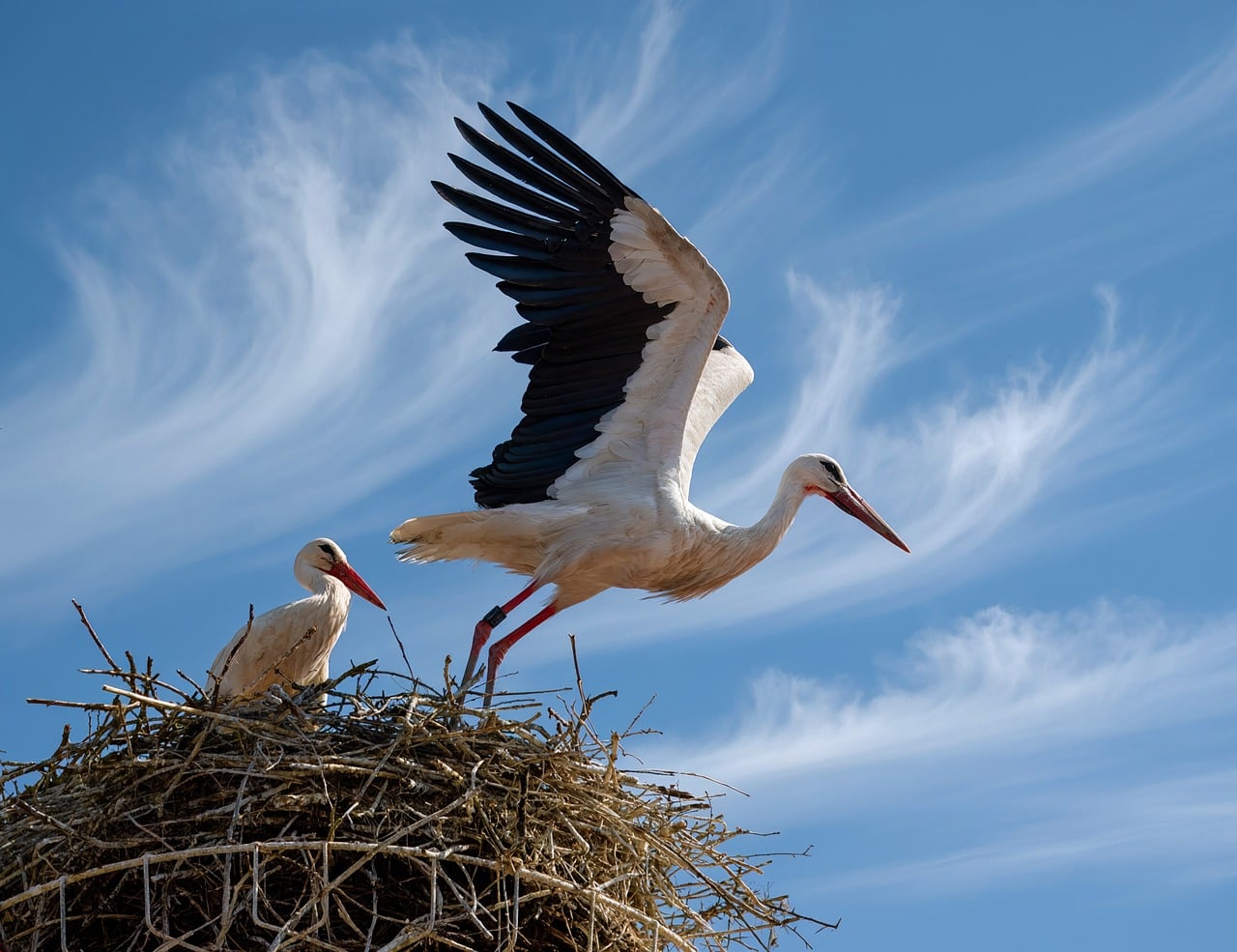Stork - free online jigsaw puzzle photo