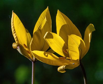 Free Yellow Tulip Spring Flower photo and picture