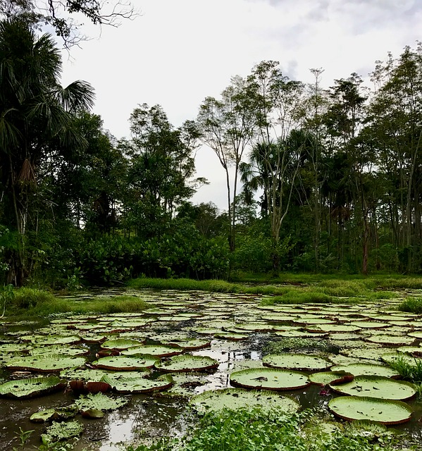 Free Amazon Lily Giant Lily photo and picture
