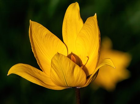 Free Wild Tulip Spring Flower photo and picture