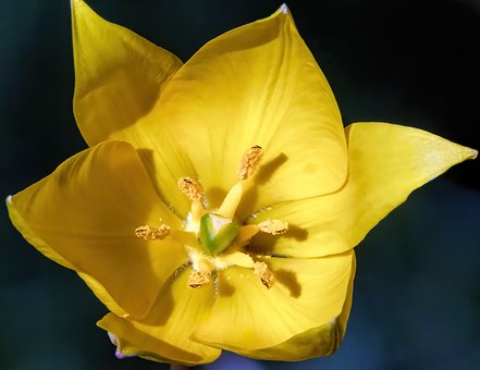 Free Yellow Tulip Flower Macro Photography photo and picture