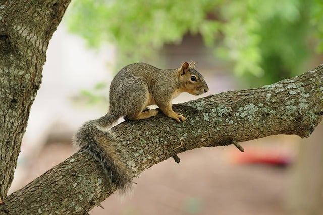 Free Squirrel Nature photo and picture