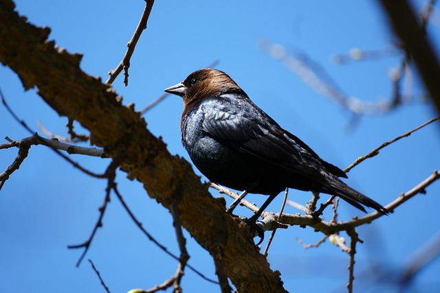 Free Brown-Headed Cowbird Bird photo and picture