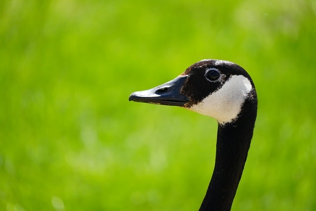Free Canadian Goose Nature photo and picture