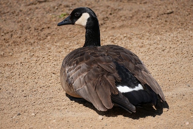 Free Canadian Goose Goose photo and picture