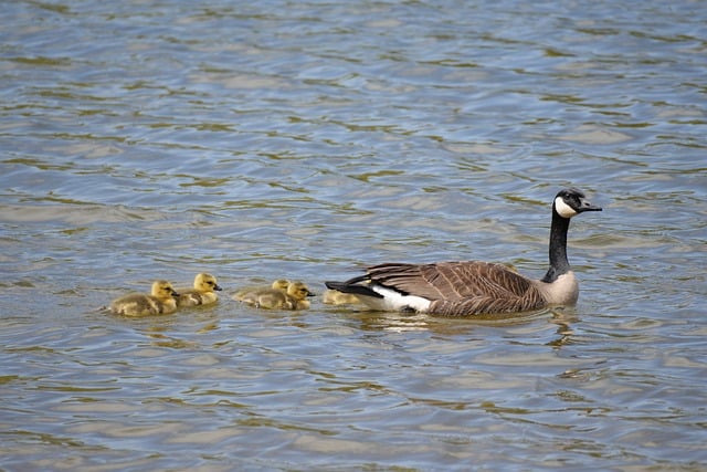 Free Canadian Geese Goose photo and picture