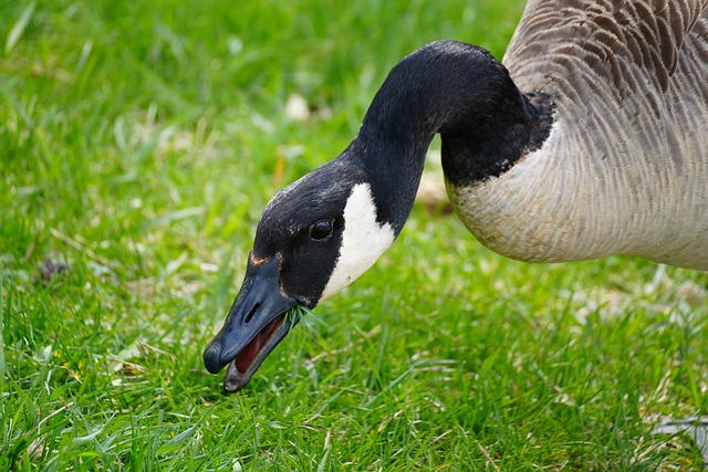 Free Canadian Goose Goose photo and picture