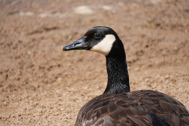 Free Canadian Goose Nature photo and picture