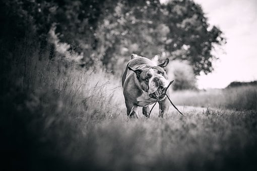 Hund, Bulldogge, Schwarzweiß, Natur