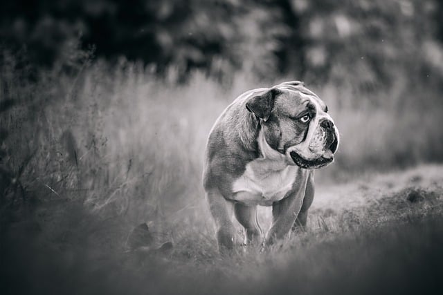 Free Bulldog Dog photo and picture