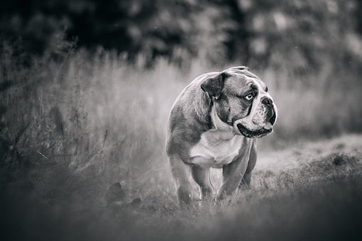 Bulldogge, Hund, Schwarzweiß, Natur